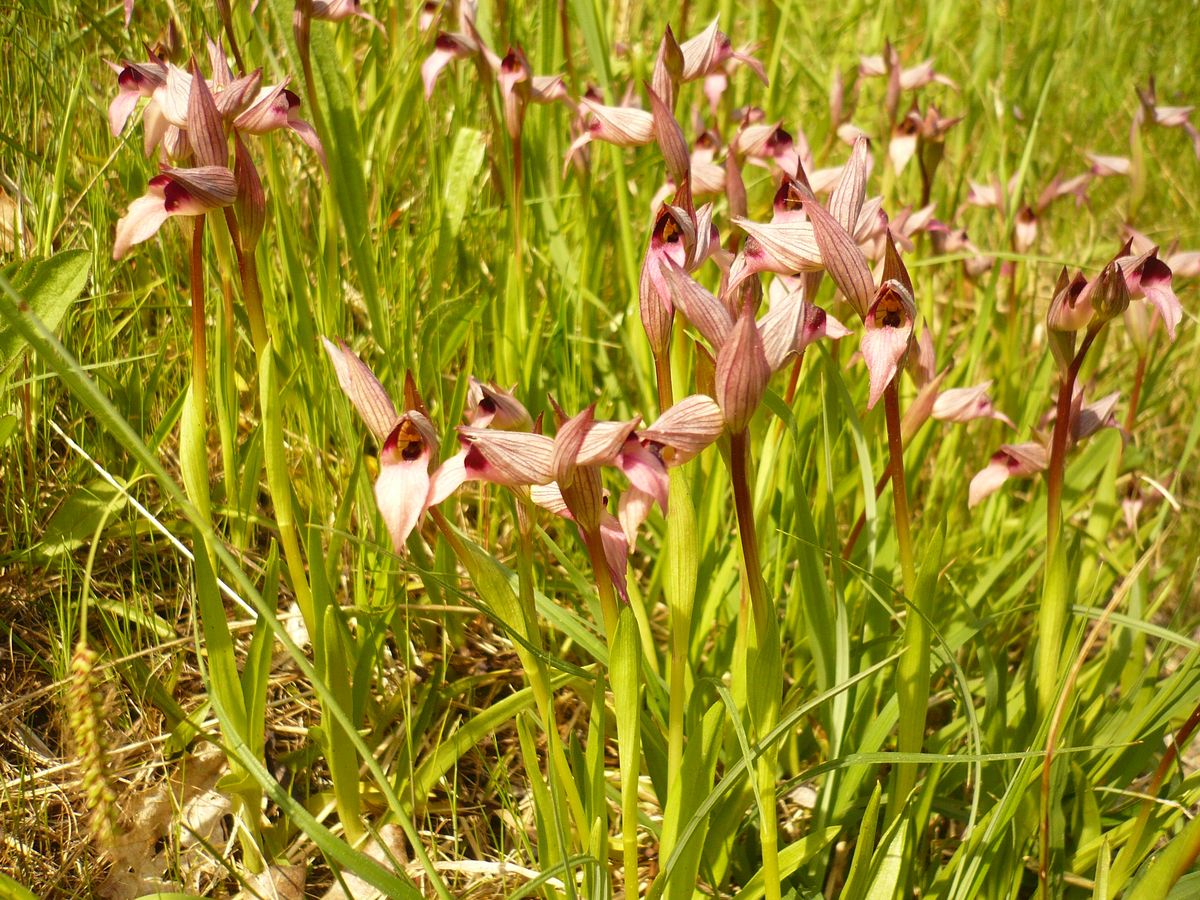 Serapias lingua (Orchidaceae)